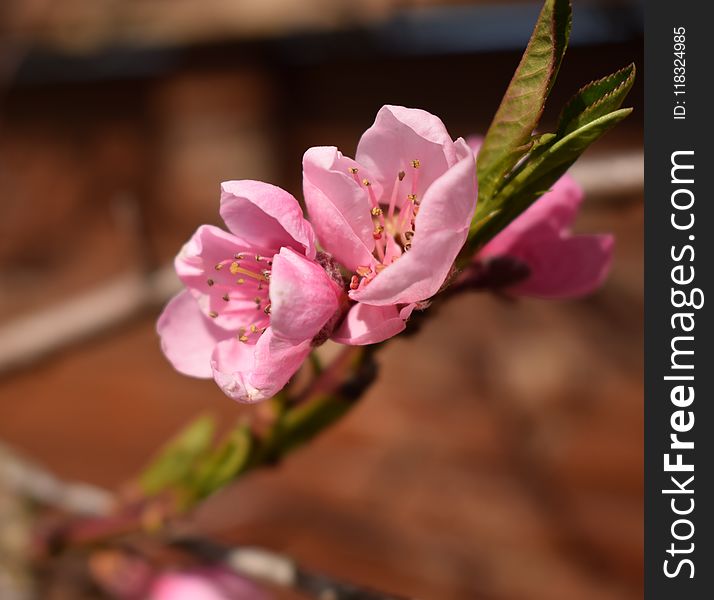 Pink, Blossom, Flower, Spring