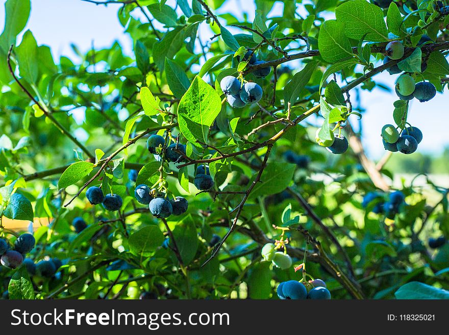 Plant, Bilberry, Fruit, Tree