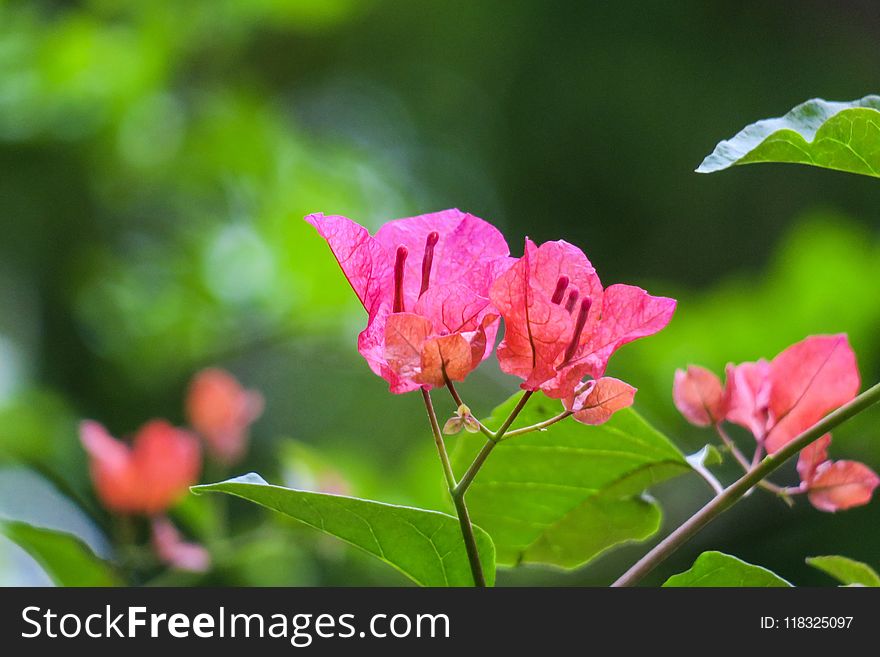 Flower, Plant, Pink, Vegetation