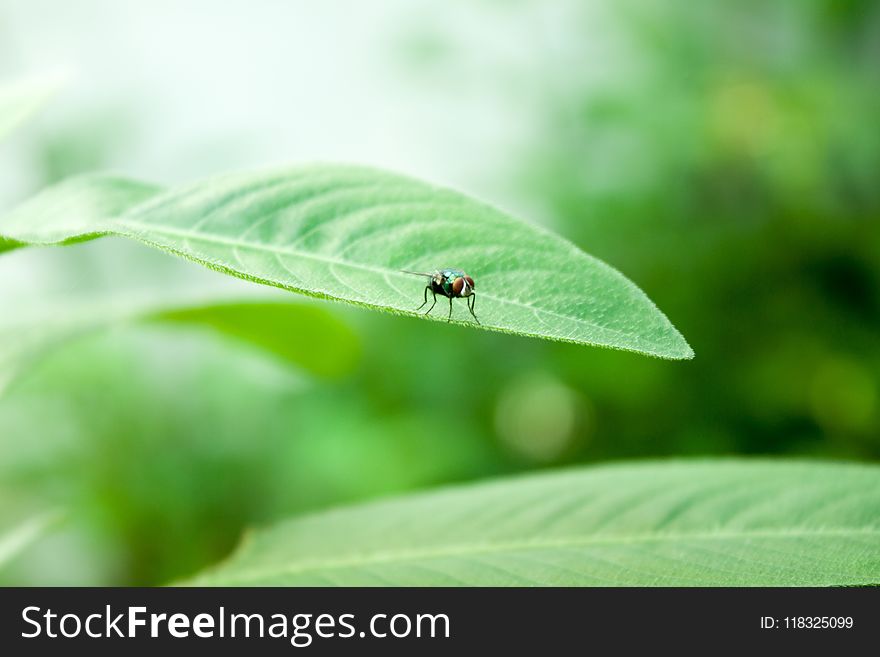 Insect, Leaf, Macro Photography, Close Up