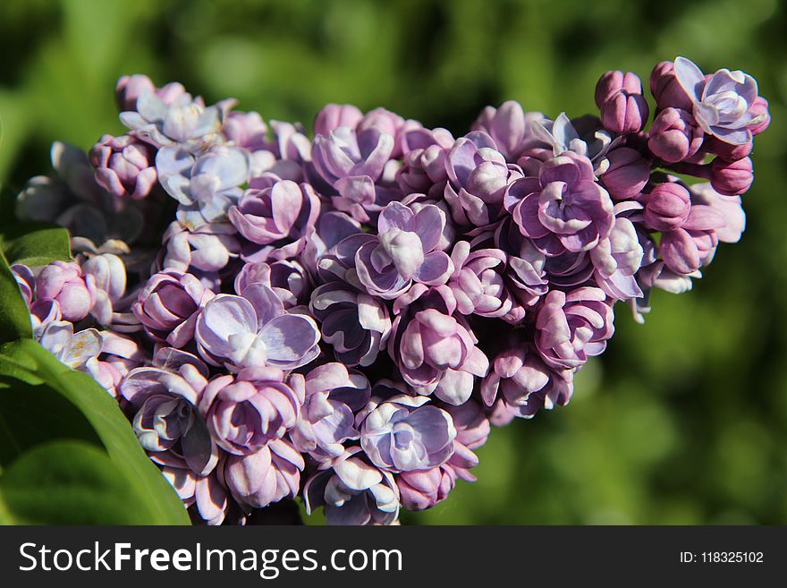 Flower, Plant, Purple, Flowering Plant