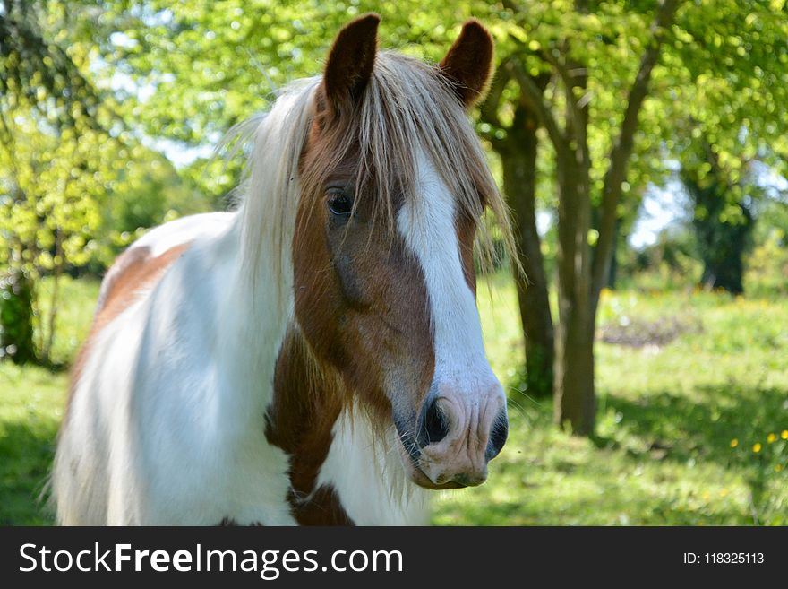 Horse, Mane, Horse Like Mammal, Pasture