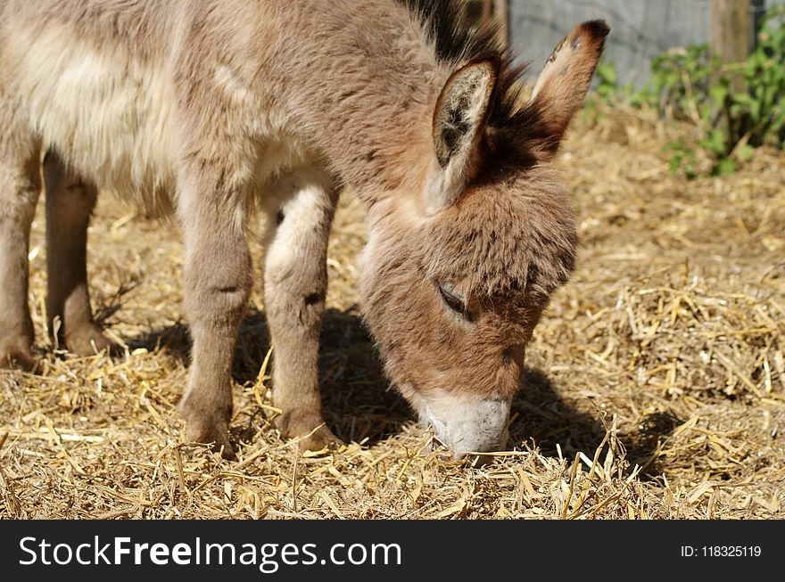 Donkey, Horse Like Mammal, Fauna, Pack Animal