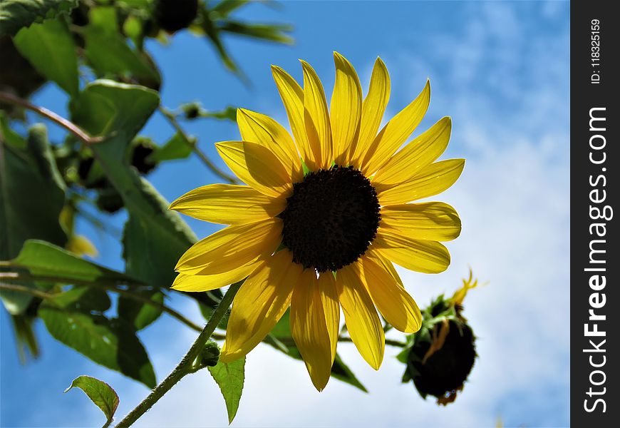 Flower, Sunflower, Yellow, Sky