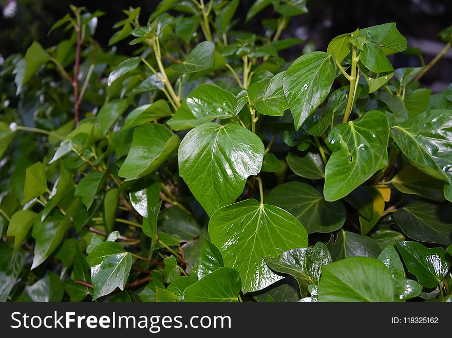 Plant, Leaf, Flora, Tree