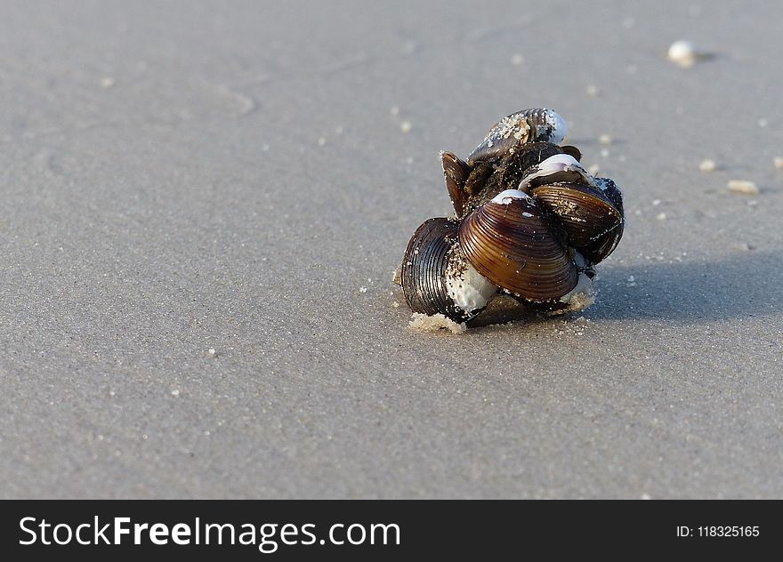 Snails And Slugs, Snail, Fauna, Molluscs