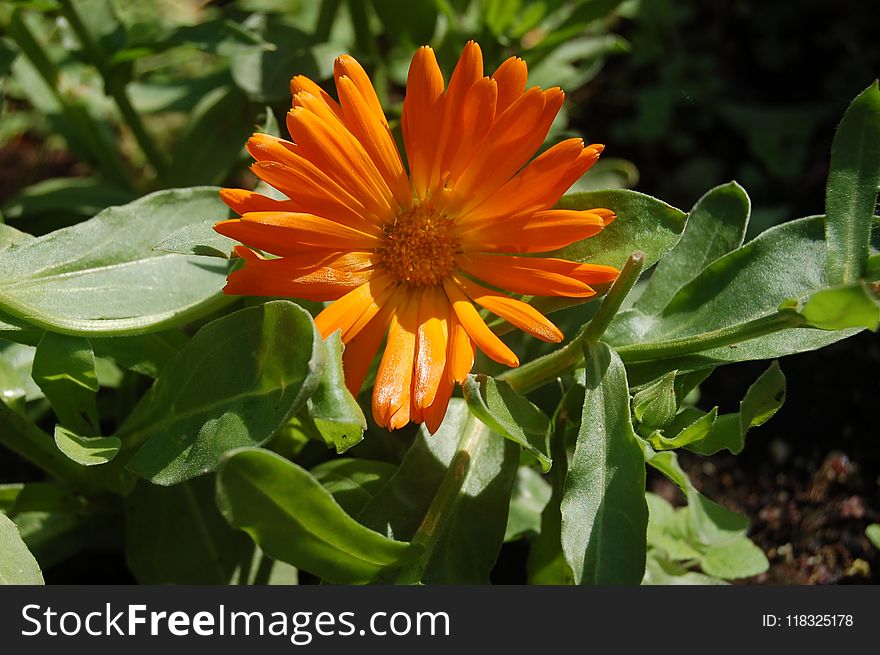 Flower, Plant, Flora, Calendula