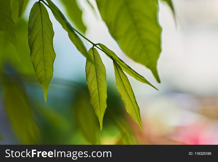 Leaf, Close Up, Branch, Plant