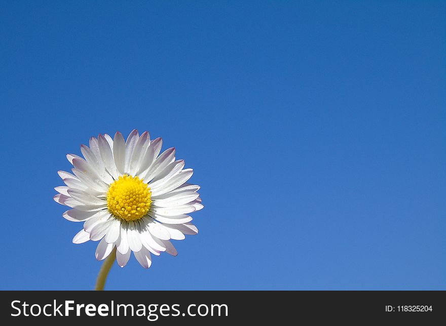 Flower, Sky, Oxeye Daisy, Daytime