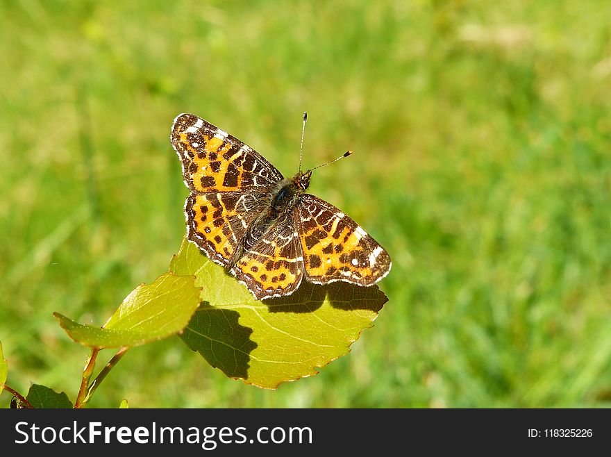 Butterfly, Moths And Butterflies, Insect, Brush Footed Butterfly