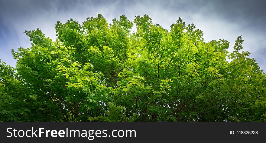 Sky, Nature, Vegetation, Ecosystem