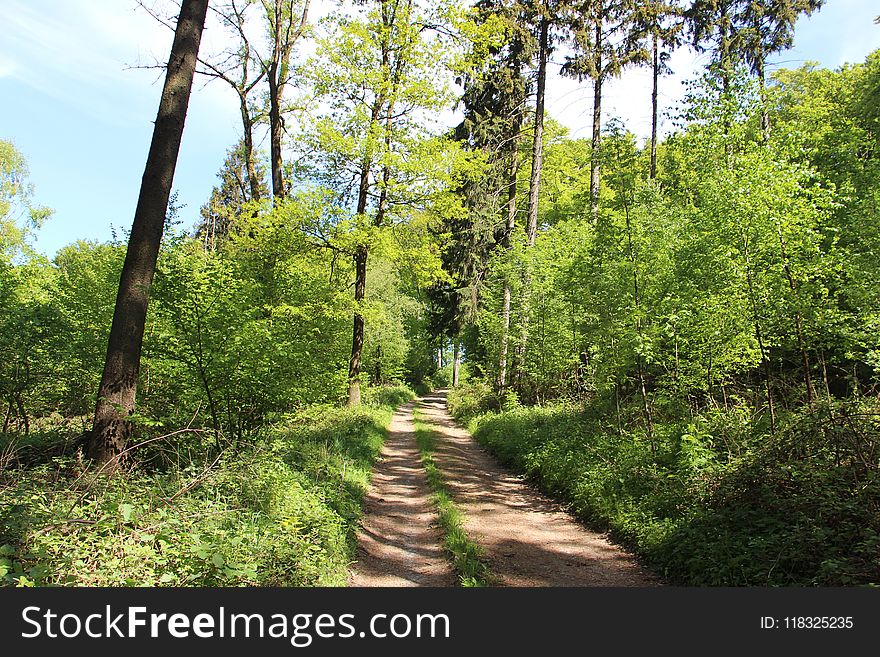 Path, Ecosystem, Vegetation, Nature Reserve