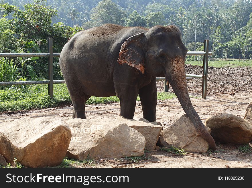 Elephant, Elephants And Mammoths, Terrestrial Animal, Indian Elephant