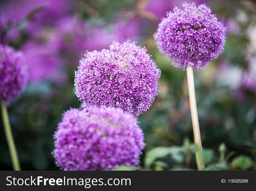 Plant, Purple, Flora, Flower