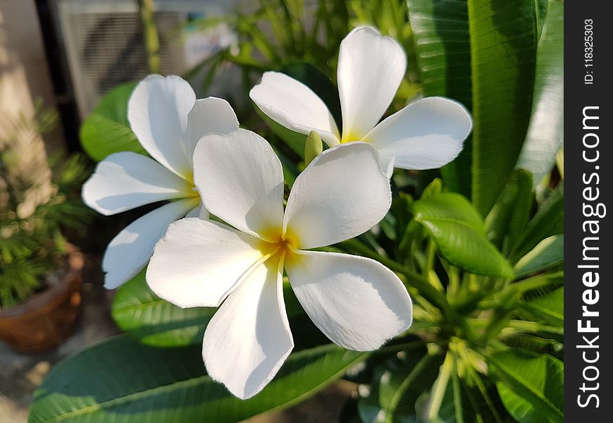 Flower, Plant, Flora, Petal