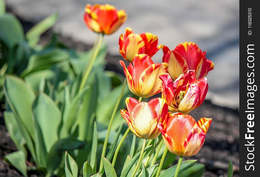 Flower, Plant, Flowering Plant, Tulip