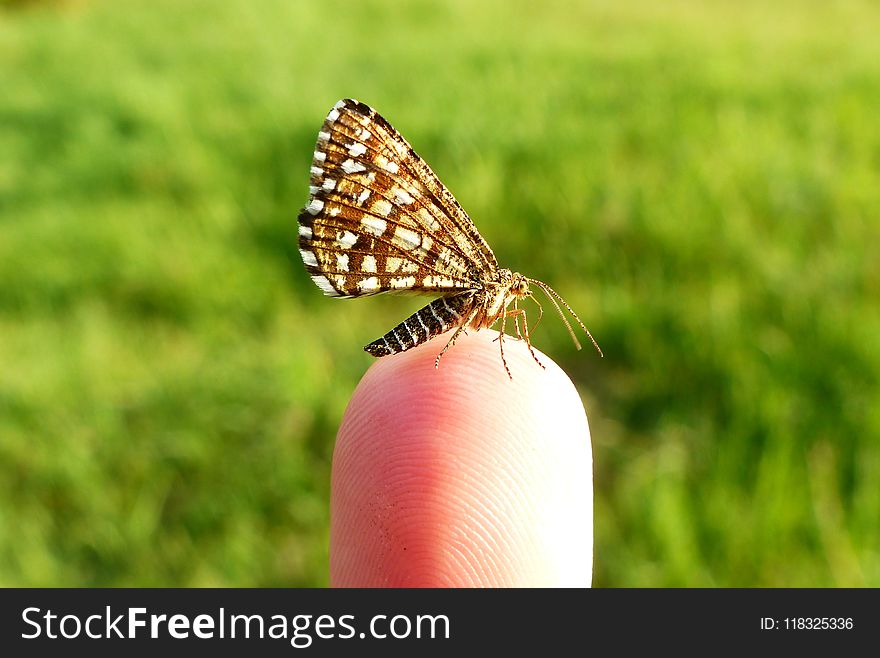 Butterfly, Moths And Butterflies, Insect, Brush Footed Butterfly