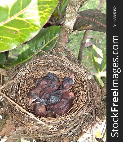 Bird Nest, Nest, Bird, Beak