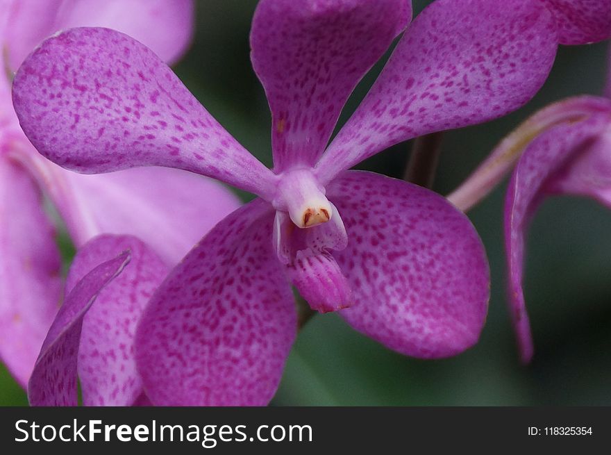 Flower, Pink, Flora, Purple