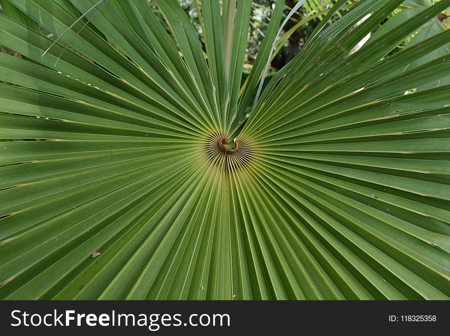 Leaf, Vegetation, Green, Plant