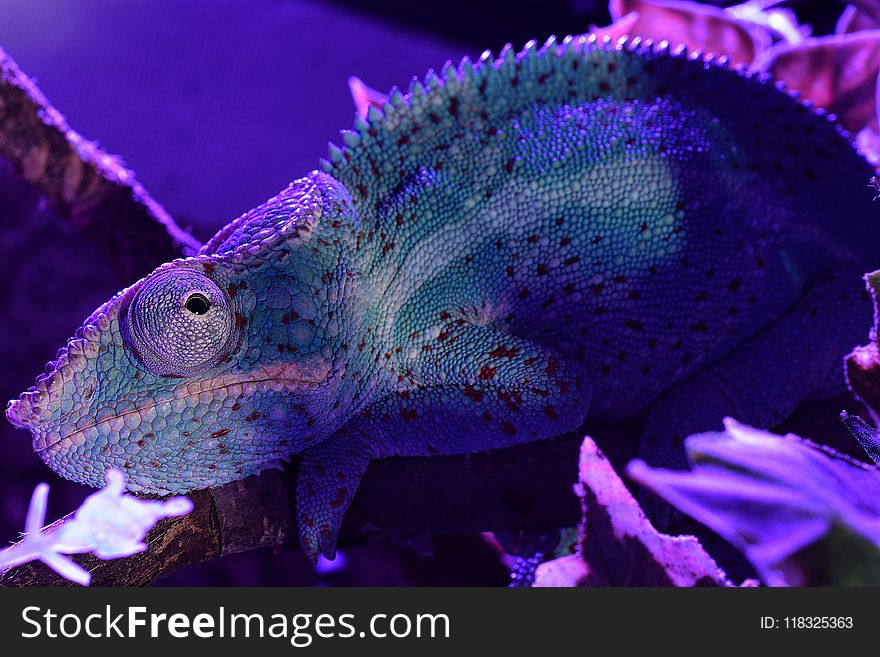 Blue, Chameleon, Purple, Marine Biology