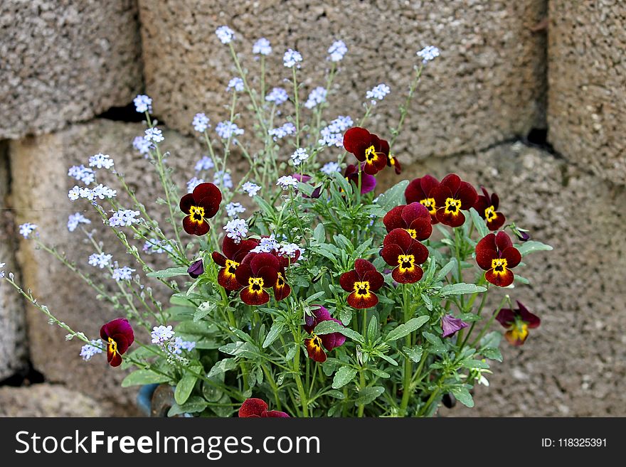 Flower, Plant, Flora, Flowering Plant