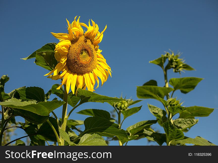 Flower, Sunflower, Plant, Sky