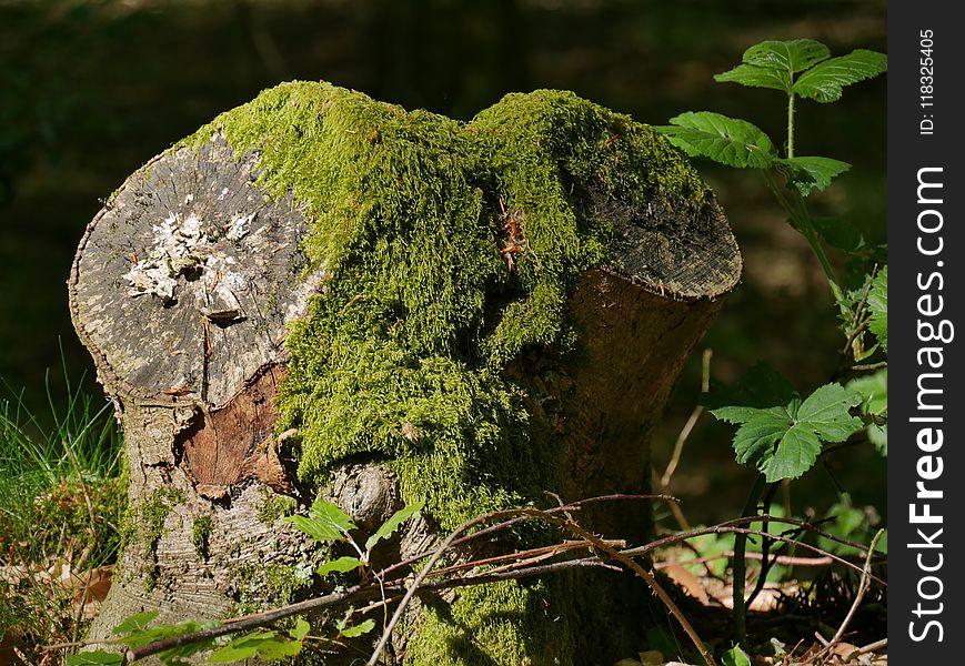 Vegetation, Plant, Moss, Non Vascular Land Plant