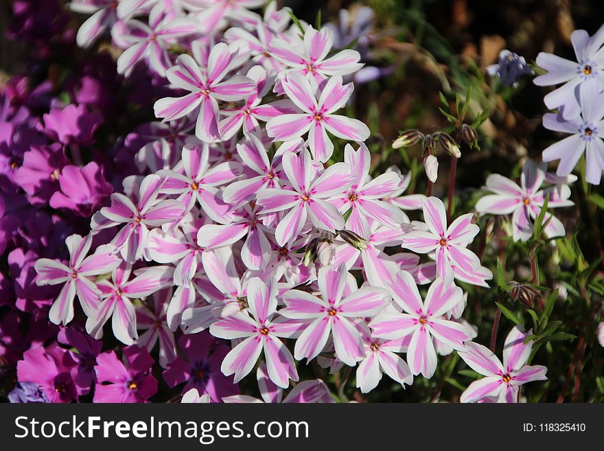 Flower, Plant, Flora, Flowering Plant