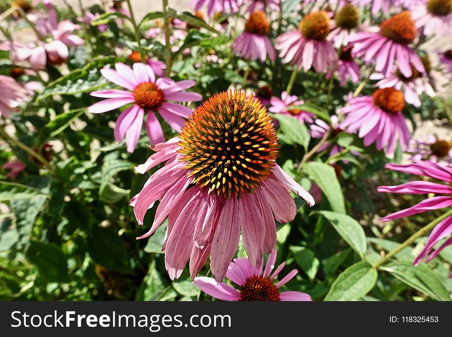 Flower, Plant, Coneflower, Flowering Plant