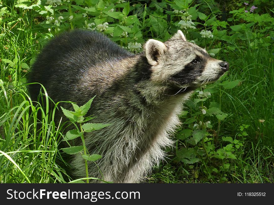 Raccoon, Procyonidae, Fauna, Mammal