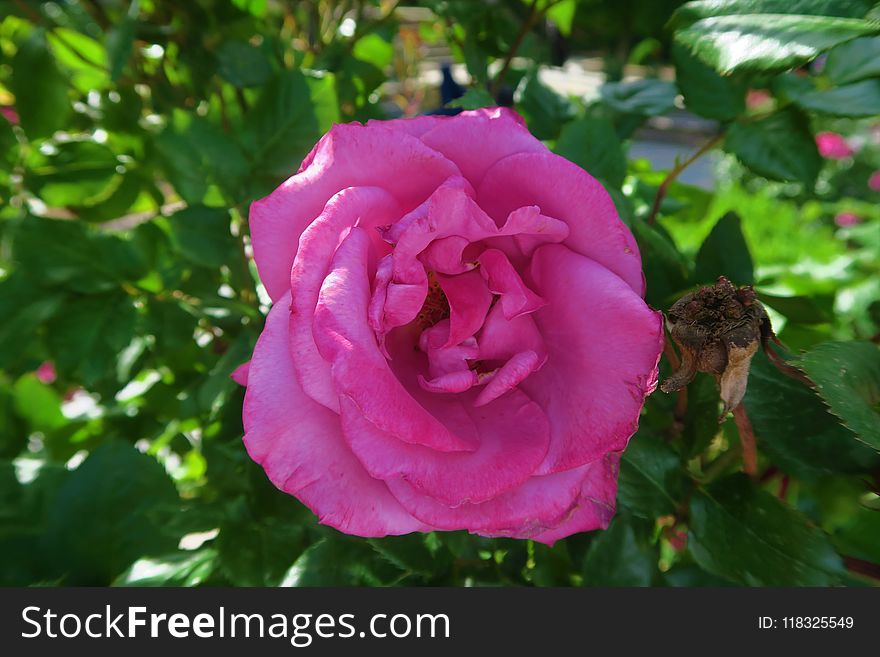 Rose, Flower, Rose Family, Pink