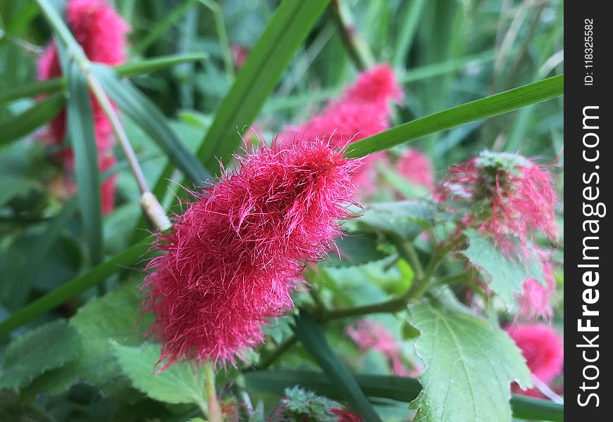 Plant, Amaranth Family, Flower, Plant Stem