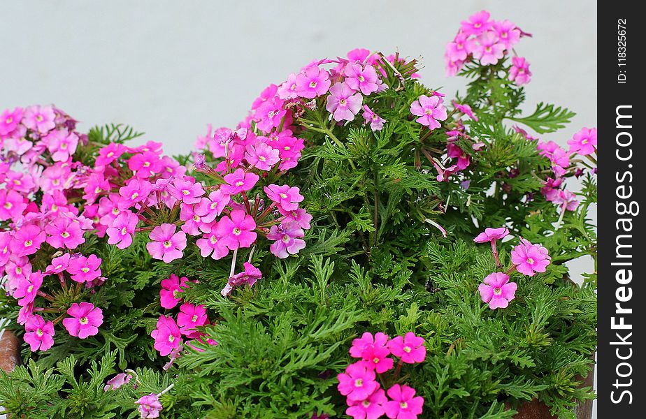 Flower, Plant, Flowering Plant, Verbena