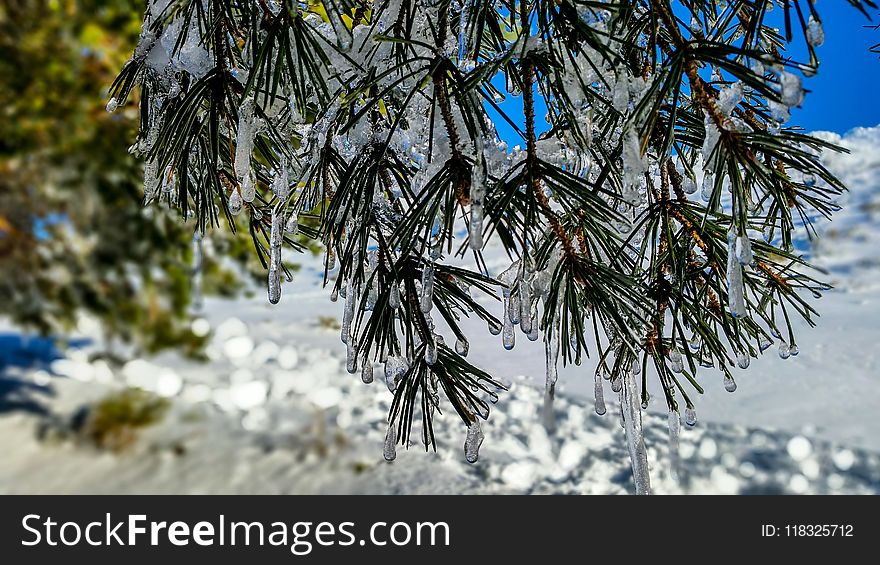 Winter, Tree, Snow, Branch