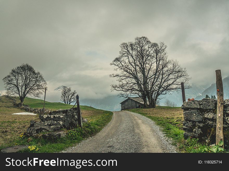 Tree, Sky, Cloud, Woody Plant