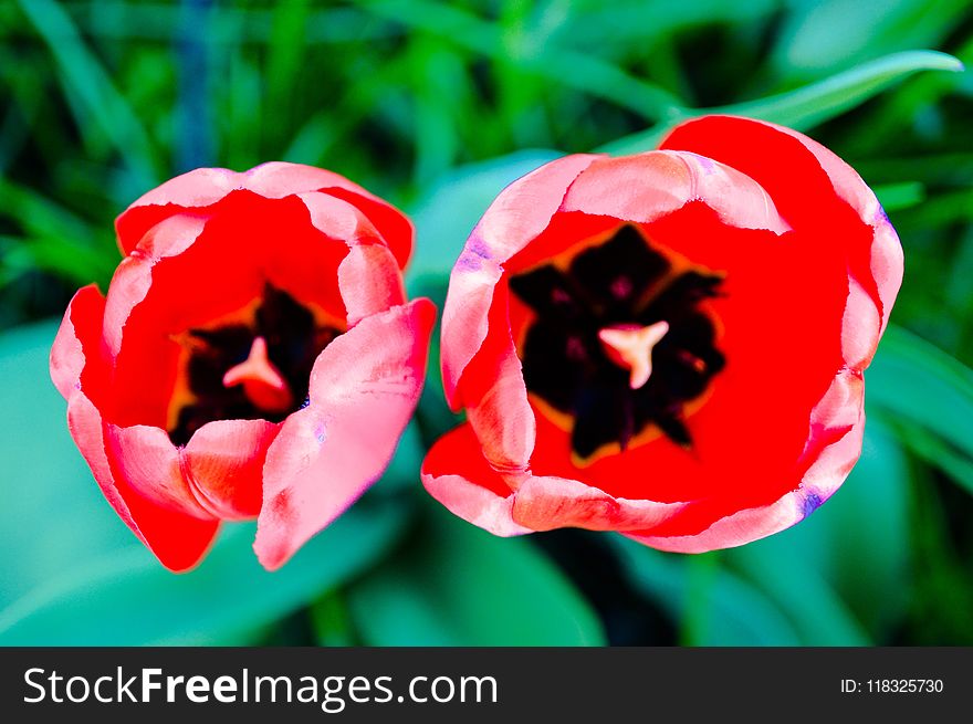 Flower, Flowering Plant, Plant, Tulip