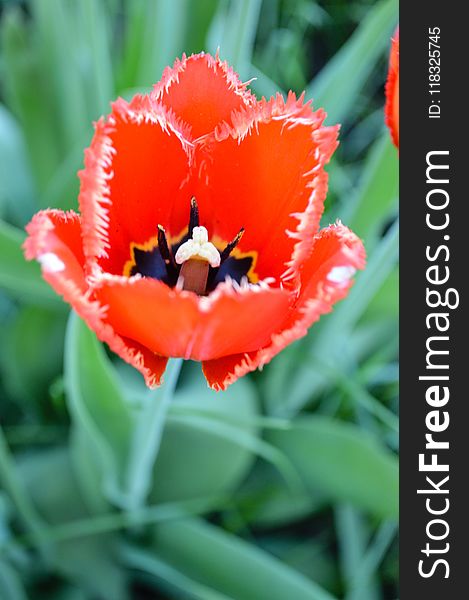 Flower, Plant, Flowering Plant, Tulip