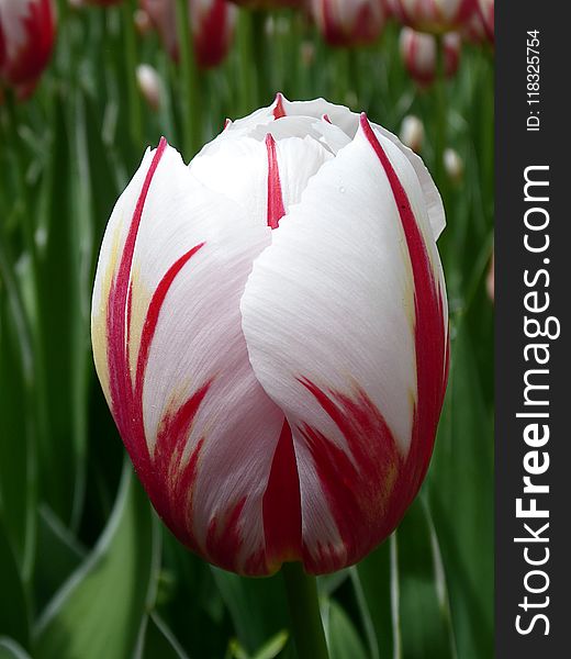 Flower, Plant, White, Flowering Plant