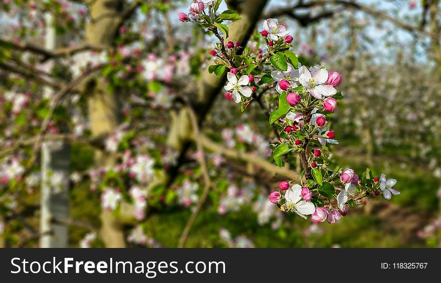 Flower, Plant, Spring, Blossom