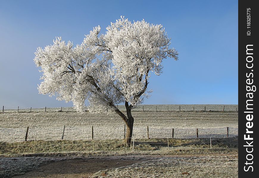 Tree, Sky, Frost, Winter
