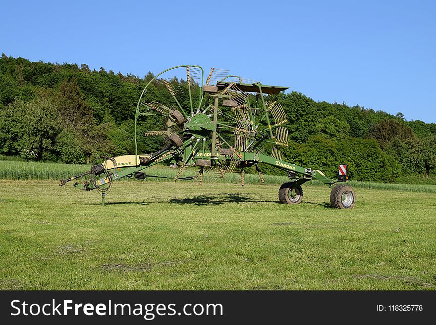 Grassland, Plant, Tree, Field