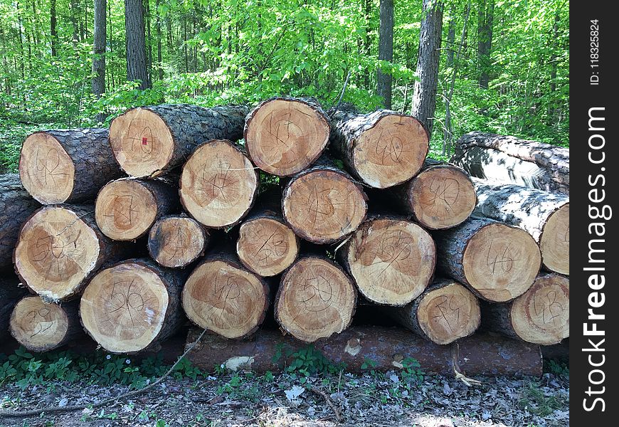 Wood, Tree, Lumber, Trunk