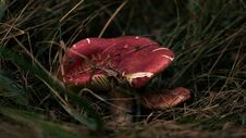 Close-up Mushroom In The Grass Royalty Free Stock Photo