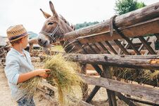 Boy Helps On Farm - Feeds A Donkey Royalty Free Stock Photo