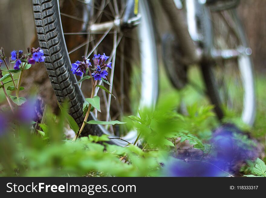 A Bicycle Is Standing By A Tree In The Forest