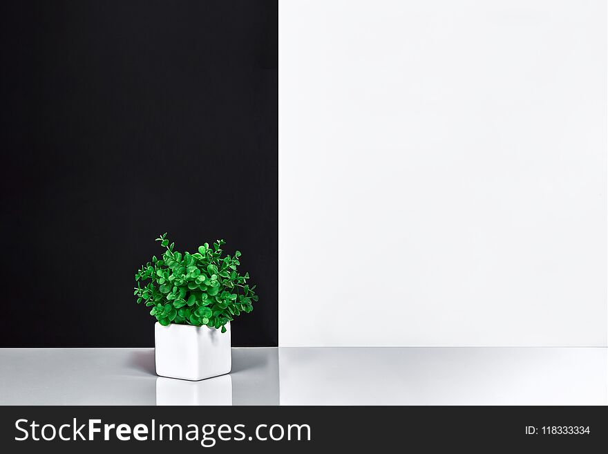 Indoor plant on table, black and white wall. Copy space