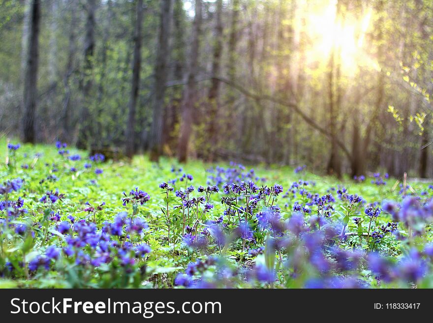 Spring Flowers Lungwort. Primroses In Spring Forest.