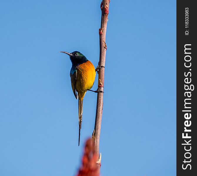 An Orange-breasted Sunbird perched on an Aloe plant in Southern Africa