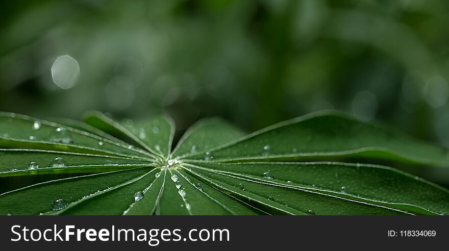 Large, green leaves of lupine Lupinus polyphyllus covered with drops of dew. Large, green leaves of lupine Lupinus polyphyllus covered with drops of dew